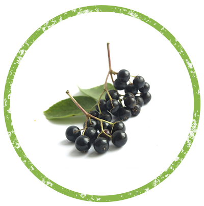 Elderberry